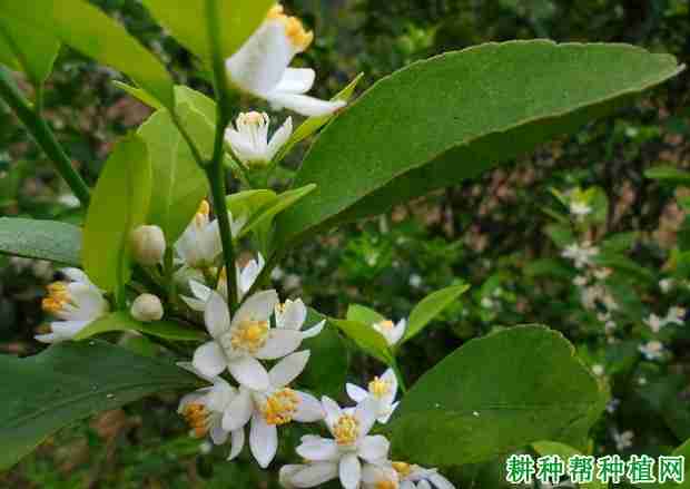 柑橘花的花语是什么(柑橘花的花语是什么意思)